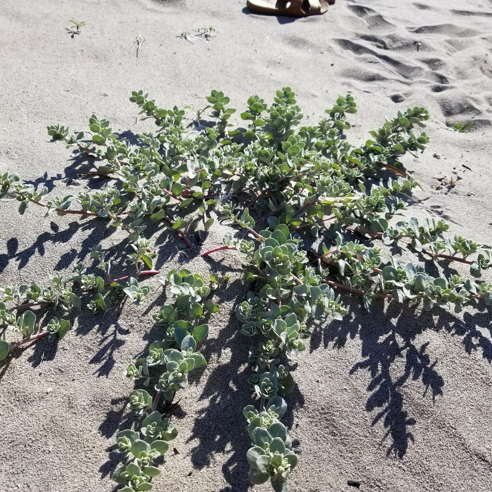 Meet your Posher, Catee